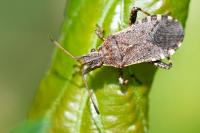 Ceraleptus gracilicornis