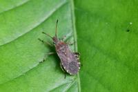 Ceraleptus gracilicornis