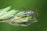 Leptopterna dolabrata