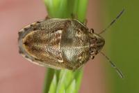 Neottiglossa leporina