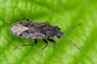 Peritrechus gracilicornis