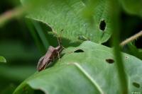 Coreus marginatus
