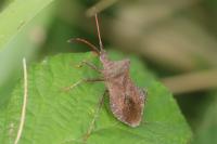 Coreus marginatus