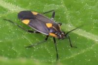 Capsodes flavomarginatus