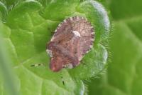 Dyroderes umbraculatus