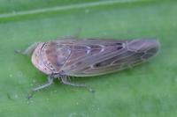 Thamnotettix dilutior