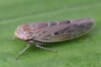 Thamnotettix dilutior