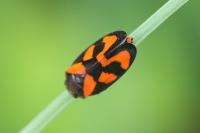 Cercopis vulnerata