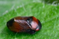 Penthimia nigra