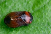 Penthimia nigra