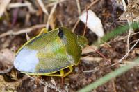 Piezodorus lituratus