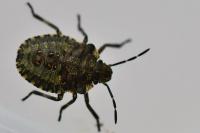 Pentatoma rufipes