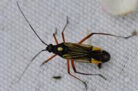 Miris striatus