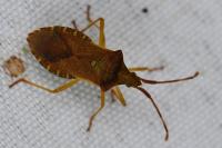 Gonocerus acuteangulatus