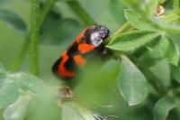 Cercopis vulnerata
