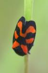 Cercopis vulnerata