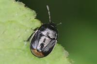 Legnotus limbosus
