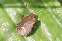 Dyroderes umbraculatus