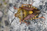 Carpocoris purpureipennis