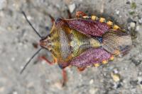 Carpocoris purpureipennis