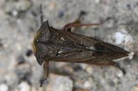 Centrotus cornutus