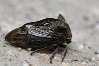 Centrotus cornutus