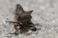 Centrotus cornutus