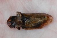 Ledra aurita