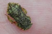 Ledra aurita