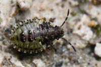 Pentatoma rufipes