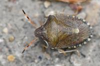 Peribalus strictus