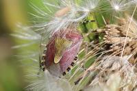 Dolycoris baccarum