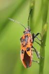 Corizus hyoscyami