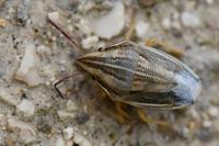 Aelia acuminata