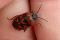 Eurydema ornata