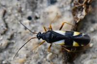 Dryophilocoris flavoquadrimaculatus