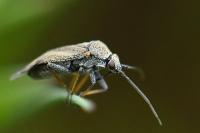 Heterocordylus tibialis