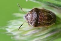 Neottiglossa leporina