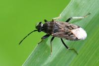 Peritrechus gracilicornis