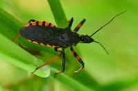 Rhynocoris annulatus