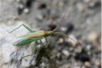 Stenodema laevigata