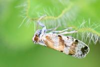 Tachycixius venustulus
