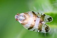 Tachycixius venustulus