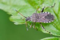 Ceraleptus gracilicornis