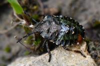 Pentatoma rufipes