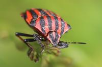 Graphosoma italicum