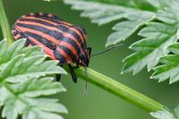 Graphosoma italicum