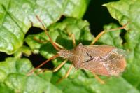 Gonocerus acuteangulatus