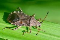 Ceraleptus gracilicornis