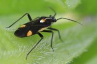 Capsodes sulcatus